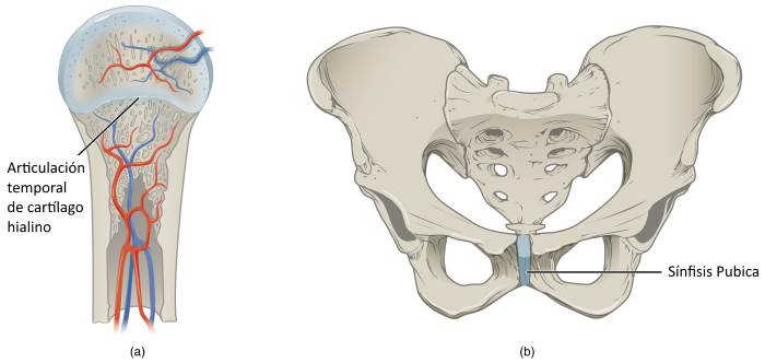 Tipos de articulaciones cartilaginosas sincondrosis y sínfisis