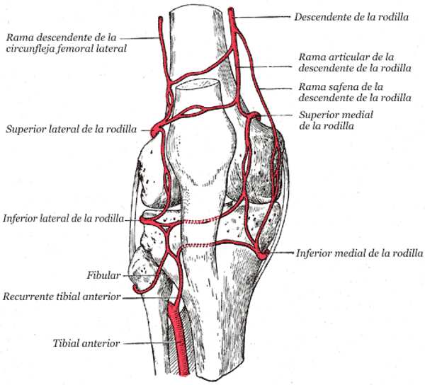 Embolización de la arteria geniculada para el dolor por artrosis de rodilla