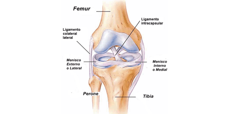 articulacion de la rodilla